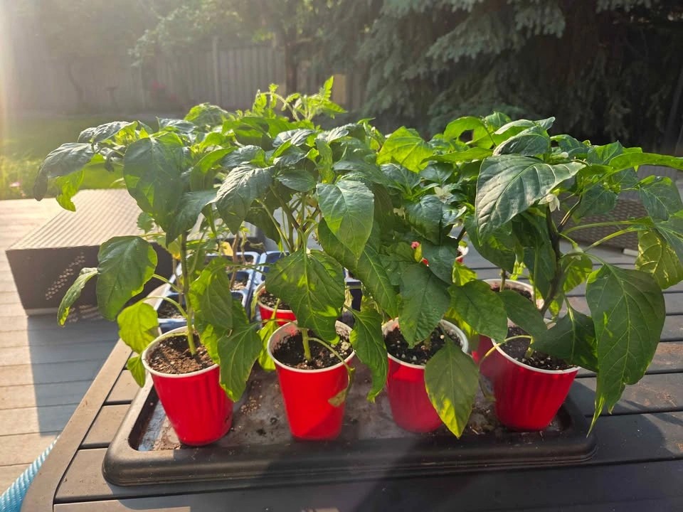 Tomatoes, peppers & veg! 4 for $10 - photo 2