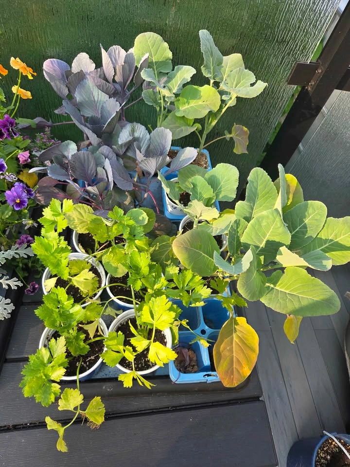 Tomatoes, peppers & veg! 4 for $10 - photo 3