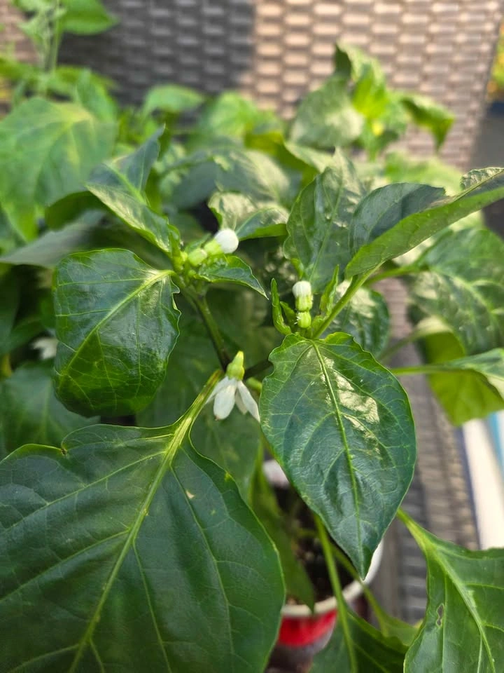 Tomatoes, peppers & veg! 4 for $10 - photo 4