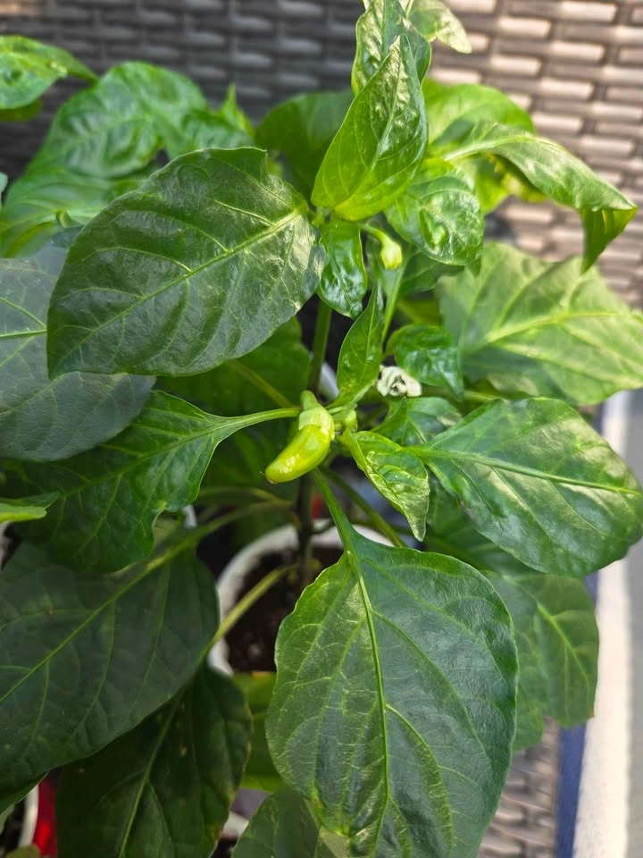 Tomatoes, peppers & veg! 4 for $10 - photo 5