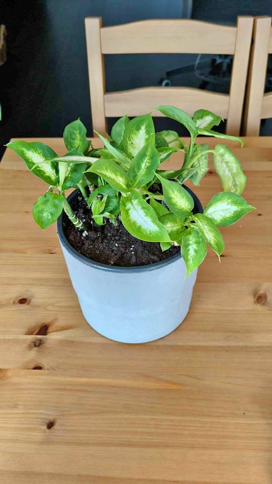 Camille Dieffenbachia with IKEA Nypon plant pot