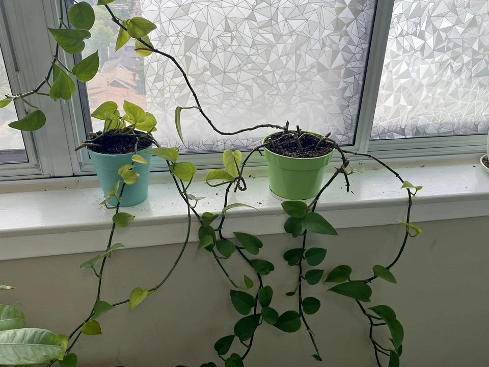 2 pothos plants with long vines