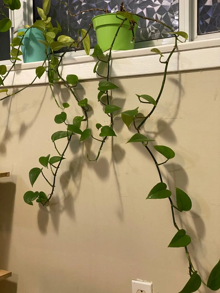 2 pothos plants with long vines - photo 2
