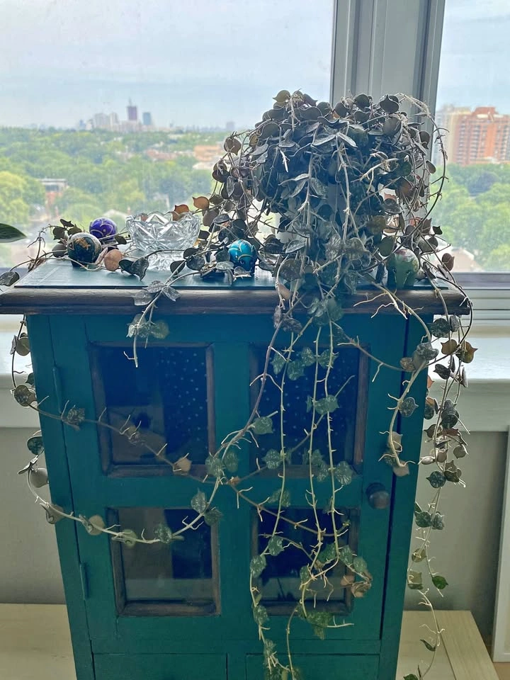 Climbing Vines House Plant