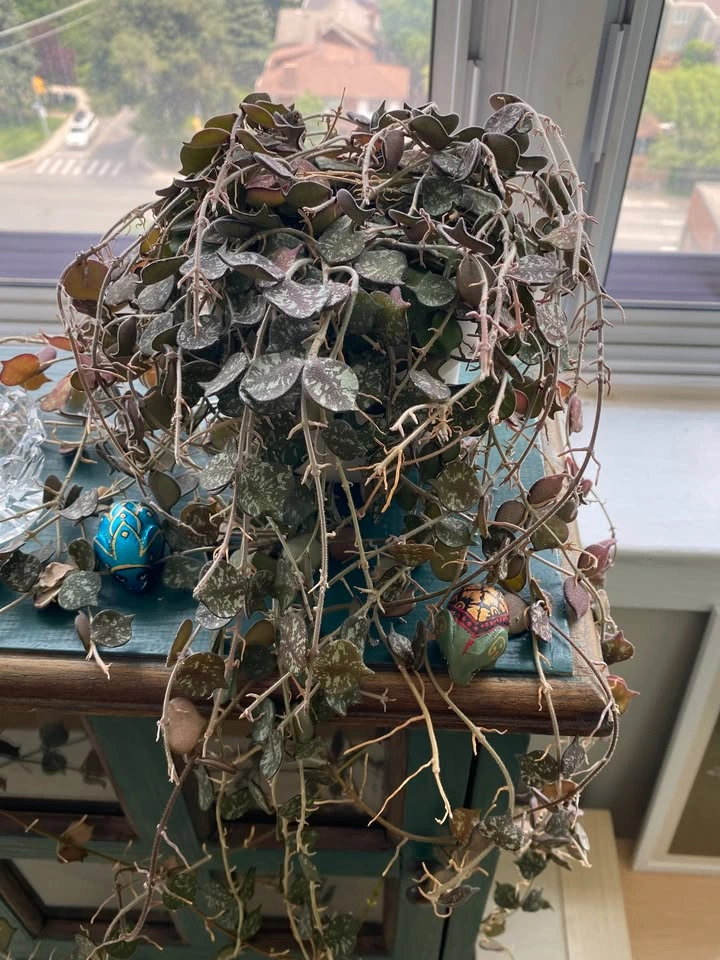 Climbing Vines House Plant - photo 2