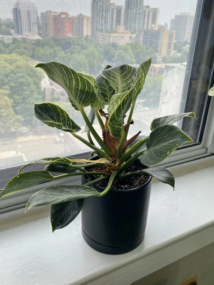 House Plant