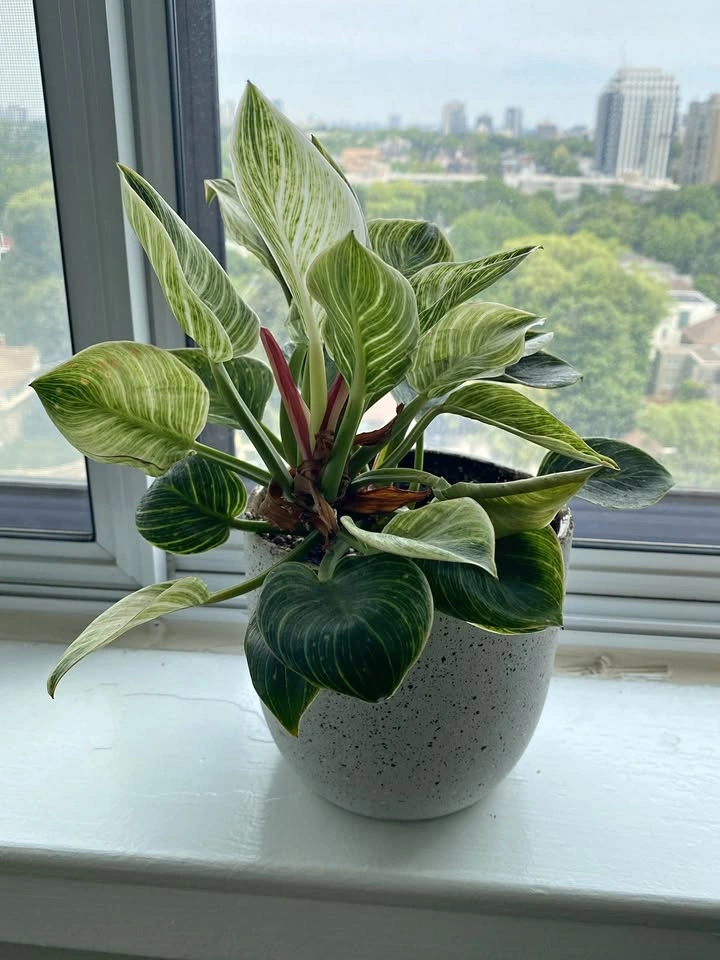 Lush House Plant for sale