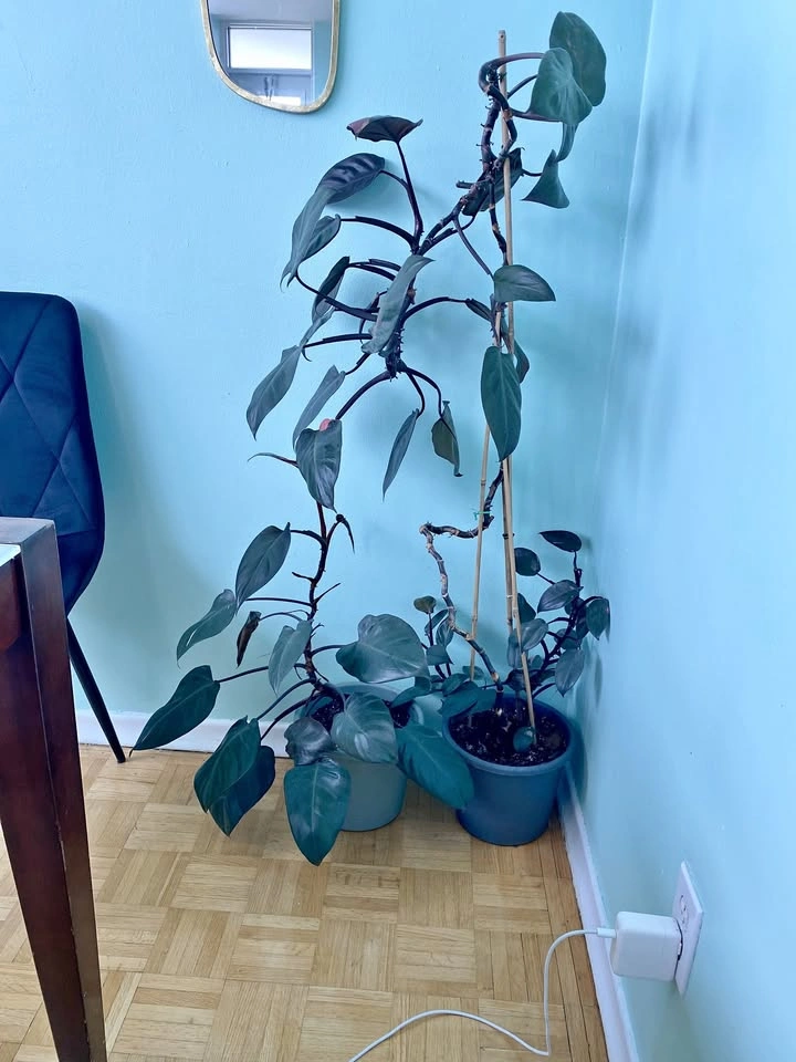 Large Pink Philodendron Plants