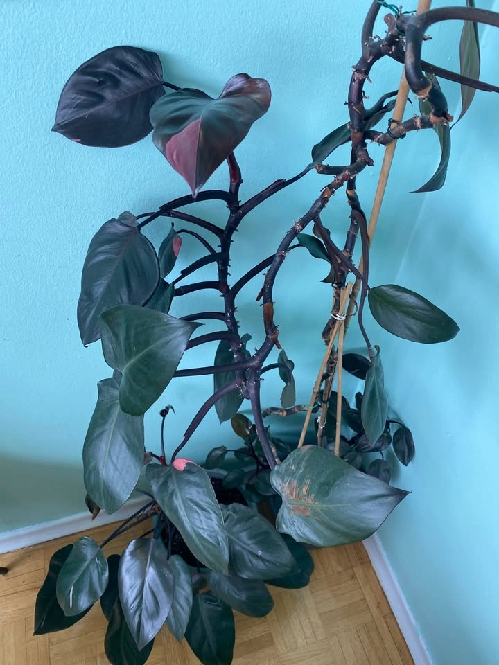 Large Pink Philodendron Plants - photo 2