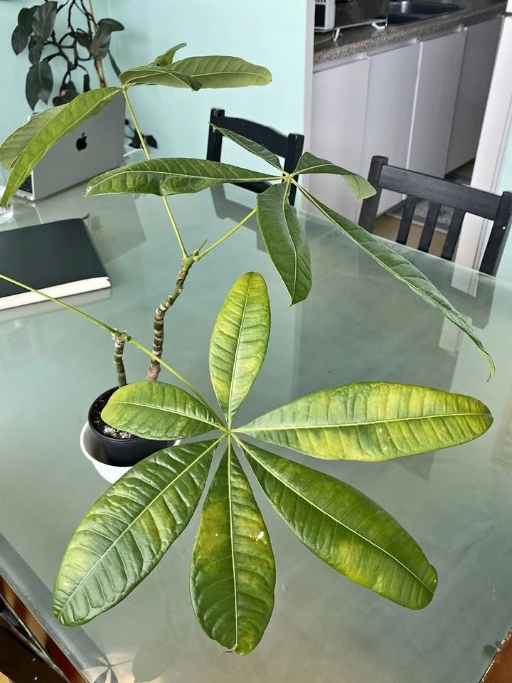 Money Plant for Sale