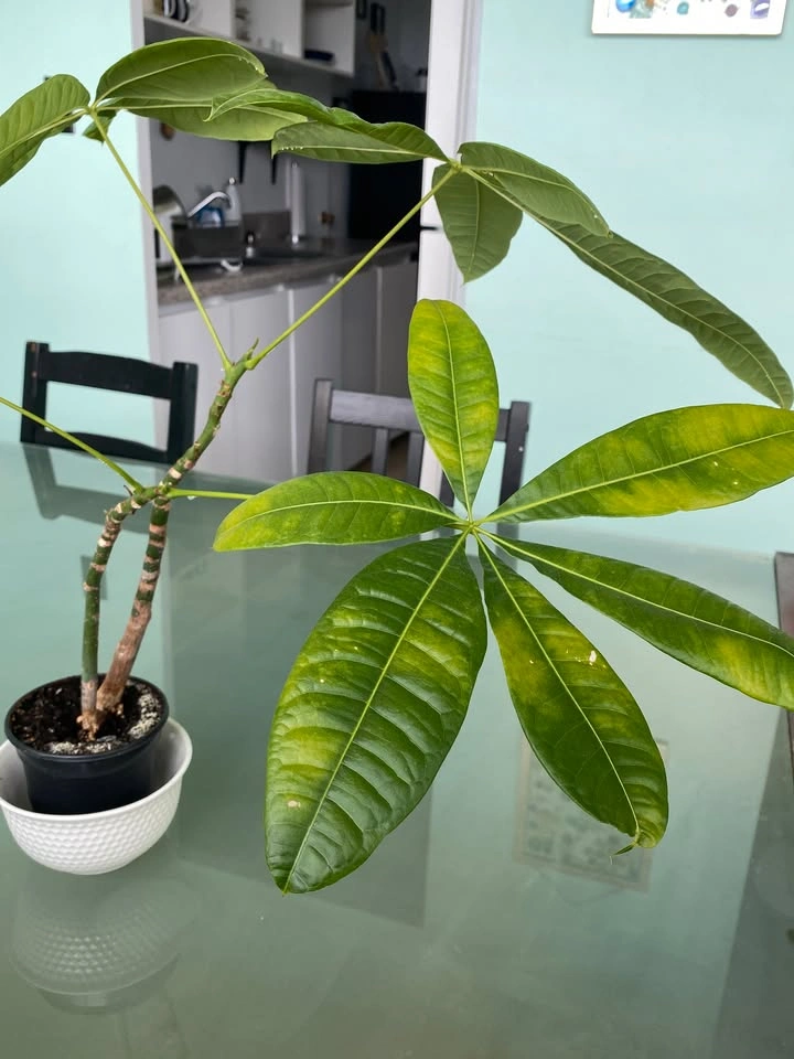 Money Plant for Sale - photo 2
