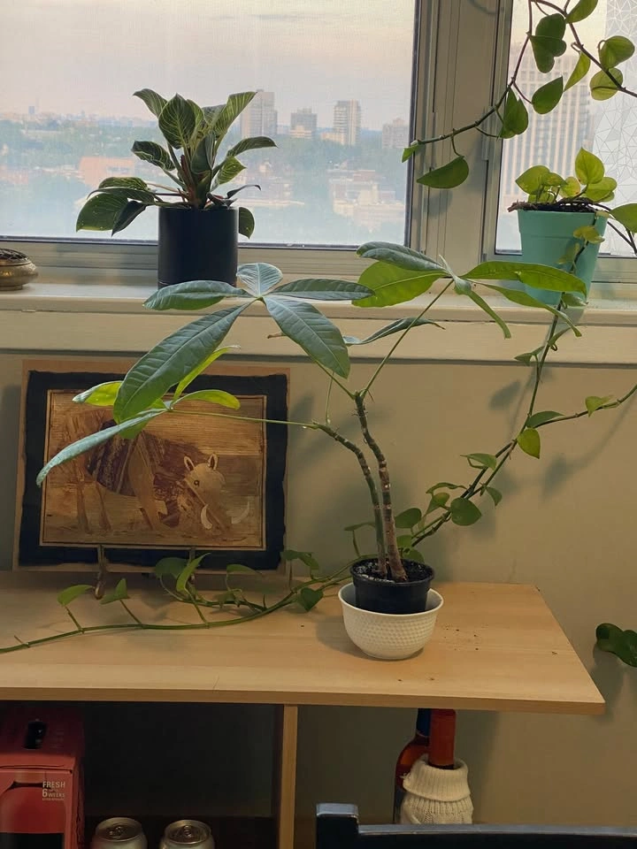 Money Plant for Sale - photo 3