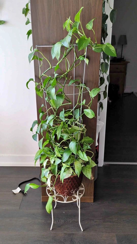 Large marble queen pothos in leca