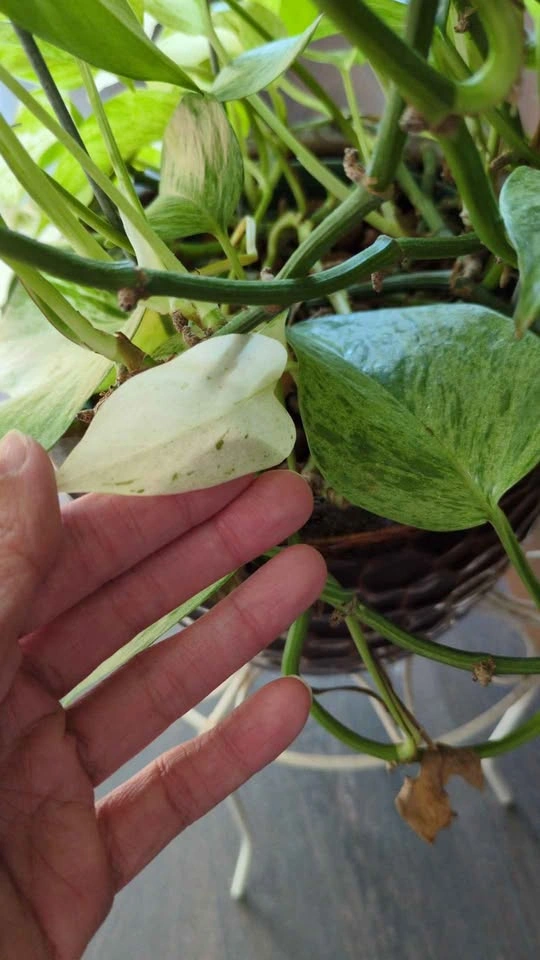 Large marble queen pothos in leca - photo 2