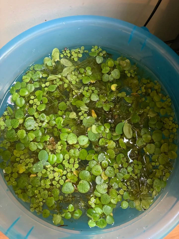 Frogbit plant and water lettuce mixed