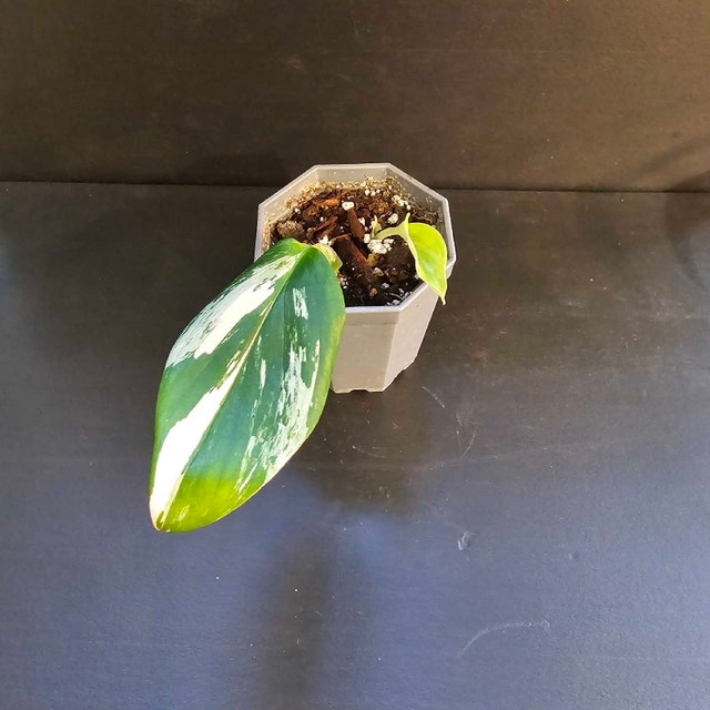 Monstera standleyana albo