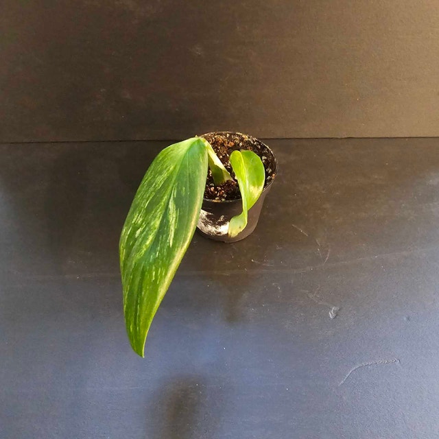 Monstera standleyana albo - photo 2