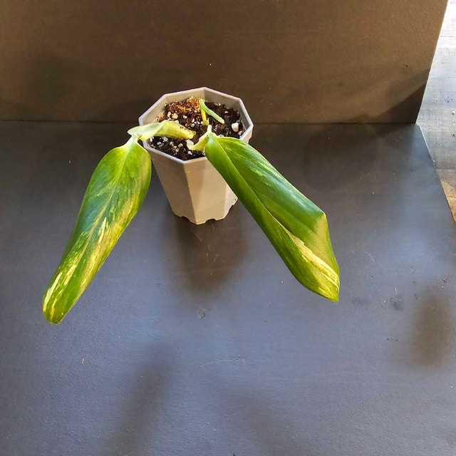 Monstera standleyana albo - photo 3