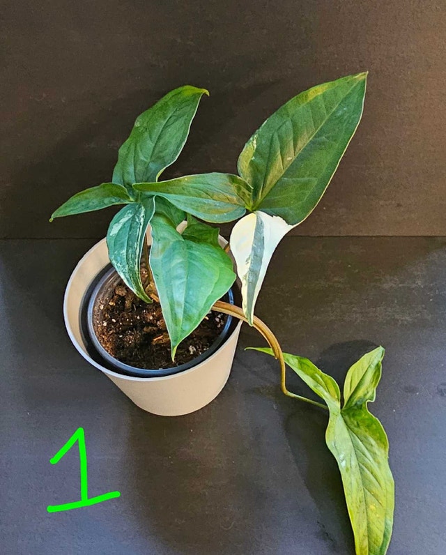 Syngonium Albo