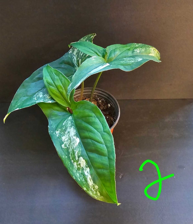 Syngonium Albo - photo 2