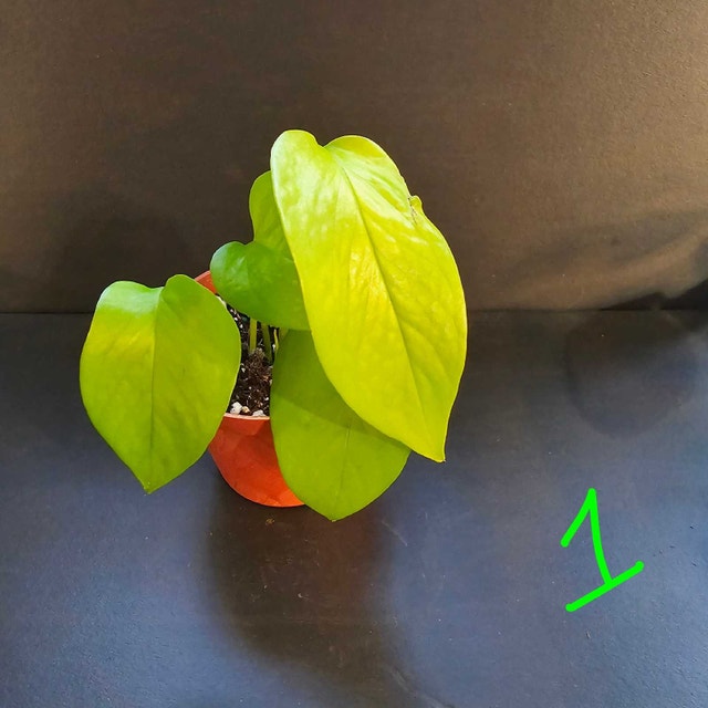 Neon Pothos