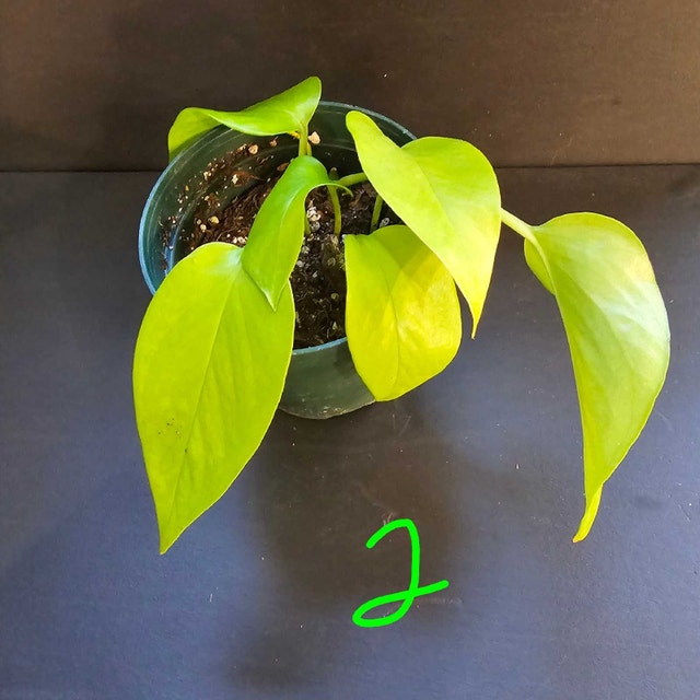 Neon Pothos - photo 2