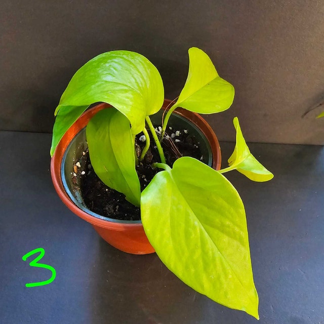 Neon Pothos - photo 3