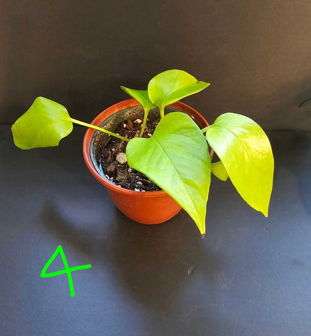 Neon Pothos - photo 4