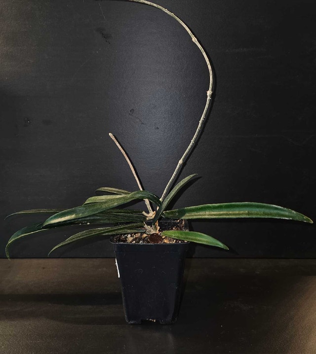 Hoya Shepherdii