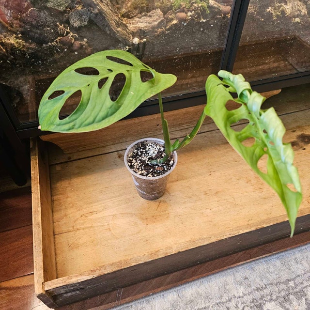 Monstera esqueleto