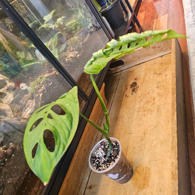 Monstera esqueleto - photo 2
