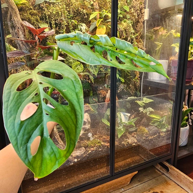 Monstera esqueleto - photo 3