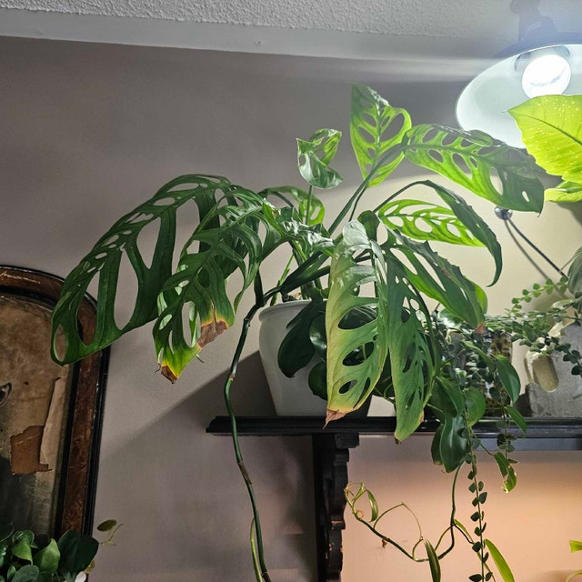 Monstera esqueleto - photo 5