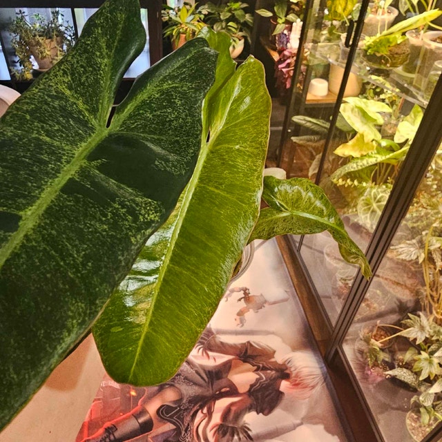 ISO Plants!