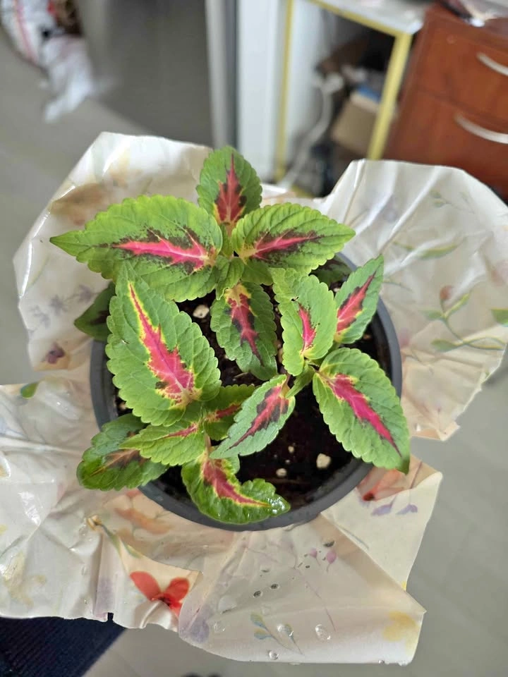 Vibrant Coleus Potted Plant