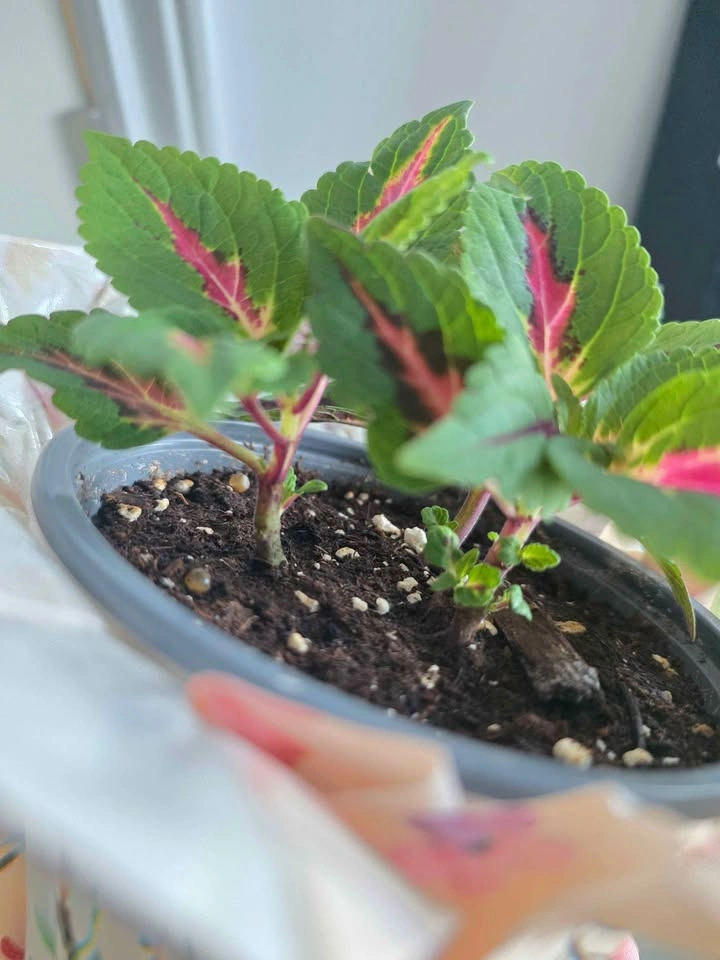 Vibrant Coleus Potted Plant - photo 3