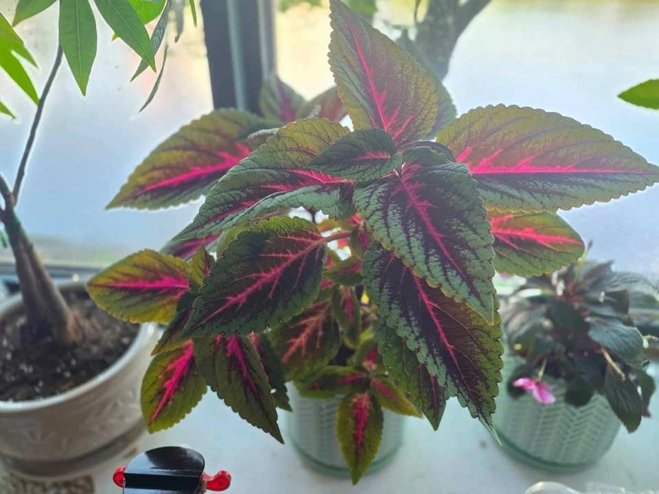 Vibrant Coleus Potted Plant - photo 4