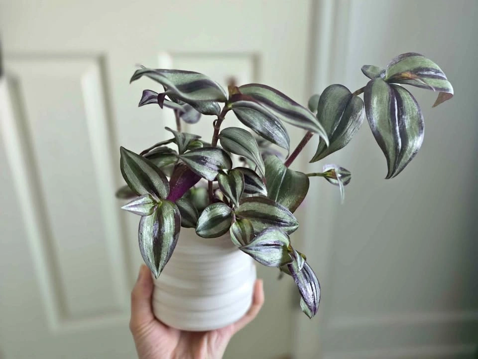 Tradescantia Zebrina Inch Plant