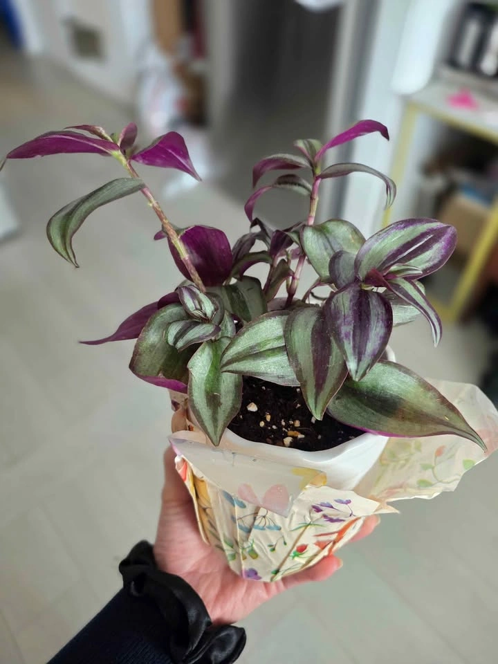 Tradescantia Zebrina Inch Plant - photo 2