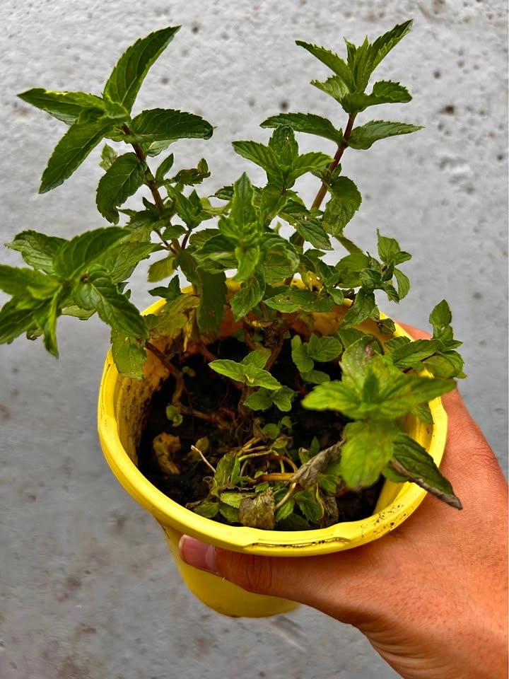 Potted Mint Herb Plant