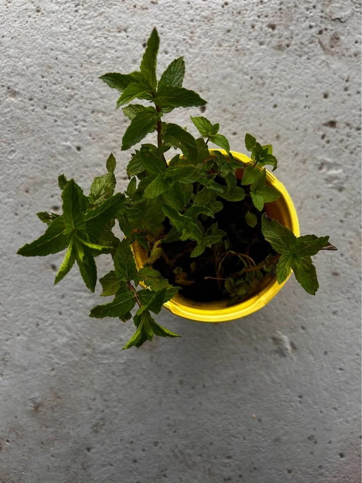Potted Mint Herb Plant - photo 2