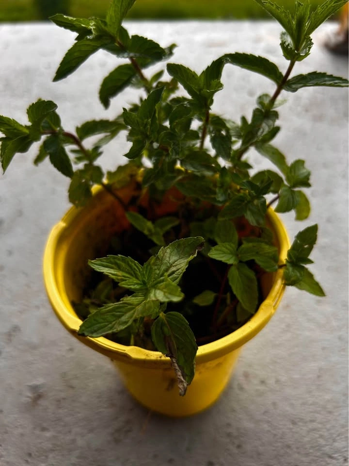 Potted Mint Herb Plant - photo 3