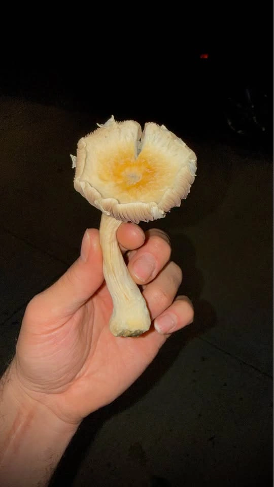 Liquid Mushroom culture - photo 3