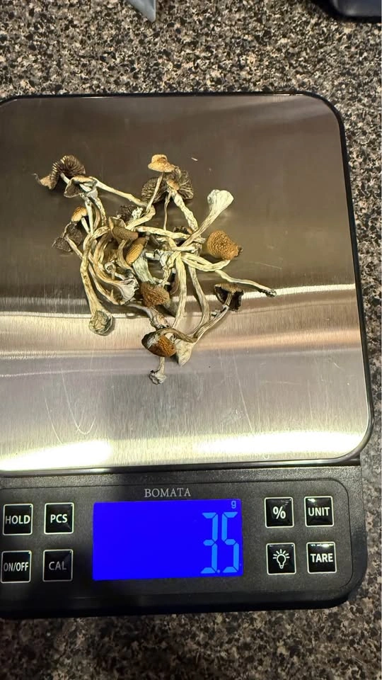 Liquid Mushroom culture - photo 4