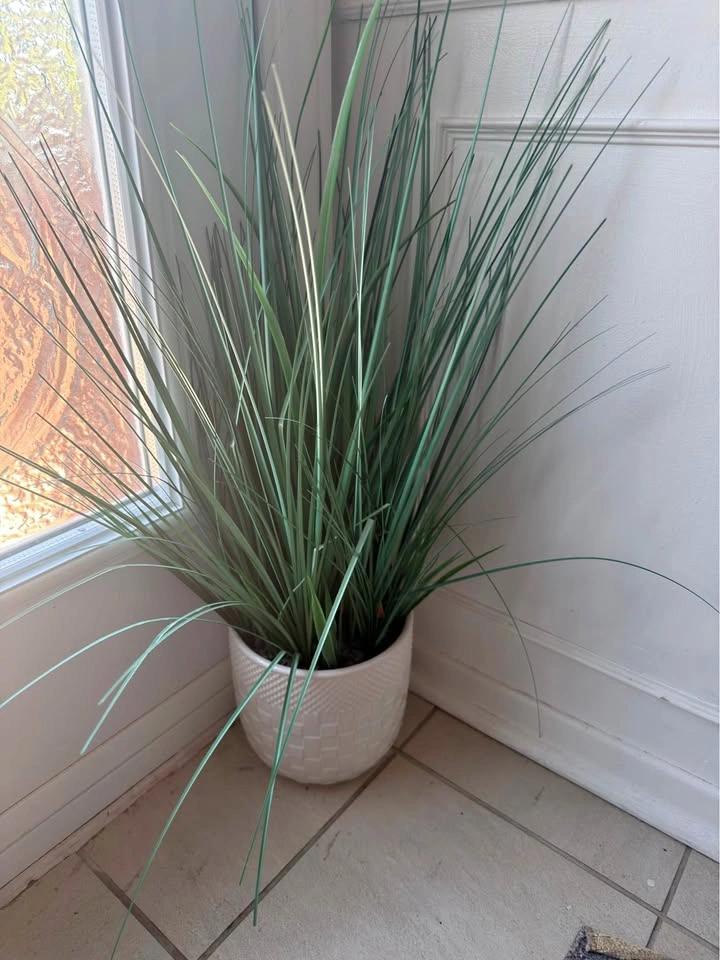 Plant w/ White Pot