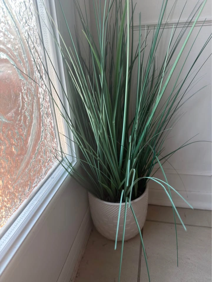 Plant w/ White Pot - photo 2