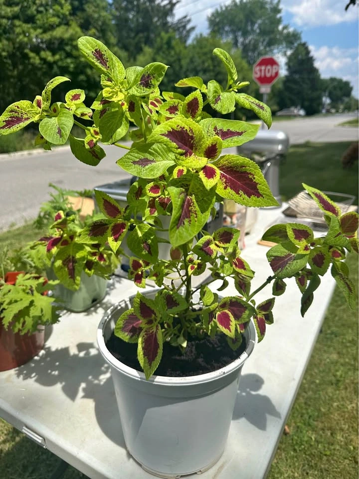 Coleus flowering plant