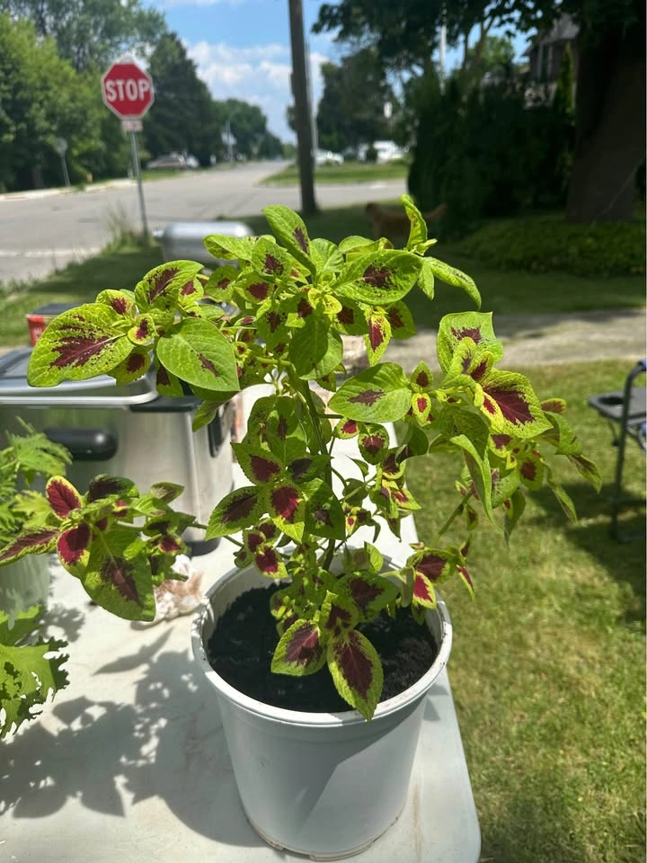 Coleus flowering plant - photo 2