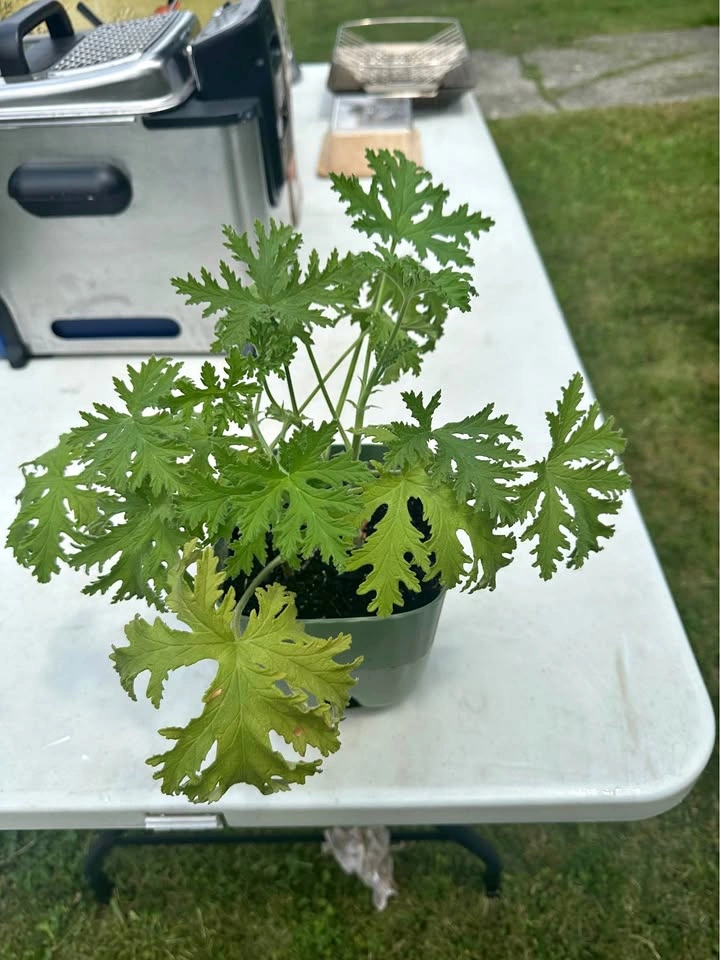 Citronella