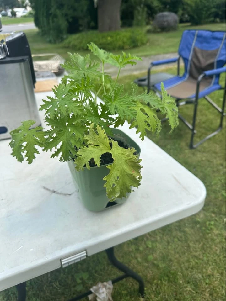 Citronella - photo 2
